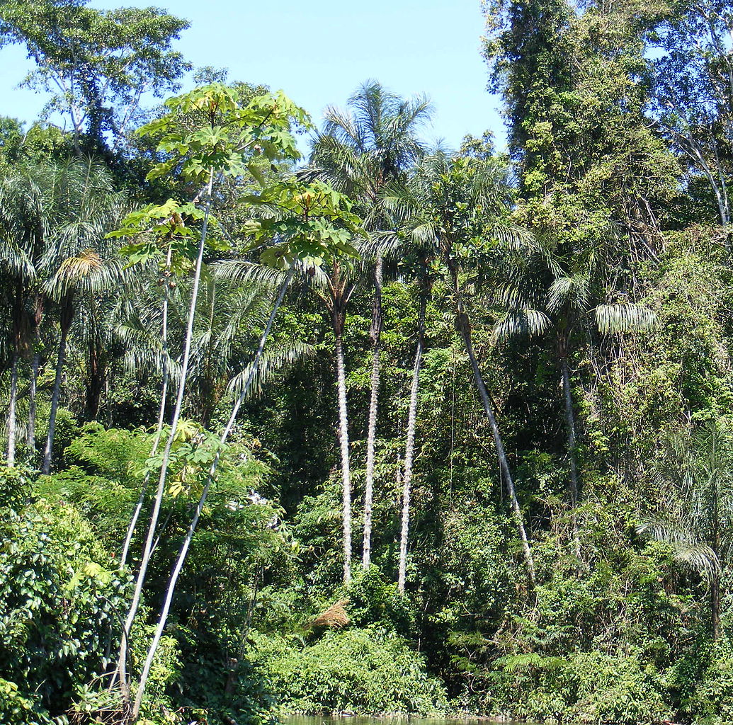Près de 400 milliards d’arbres en Amazonie