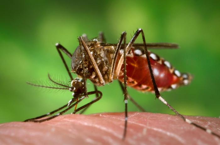 Zika, un virus aux effets inattendus?